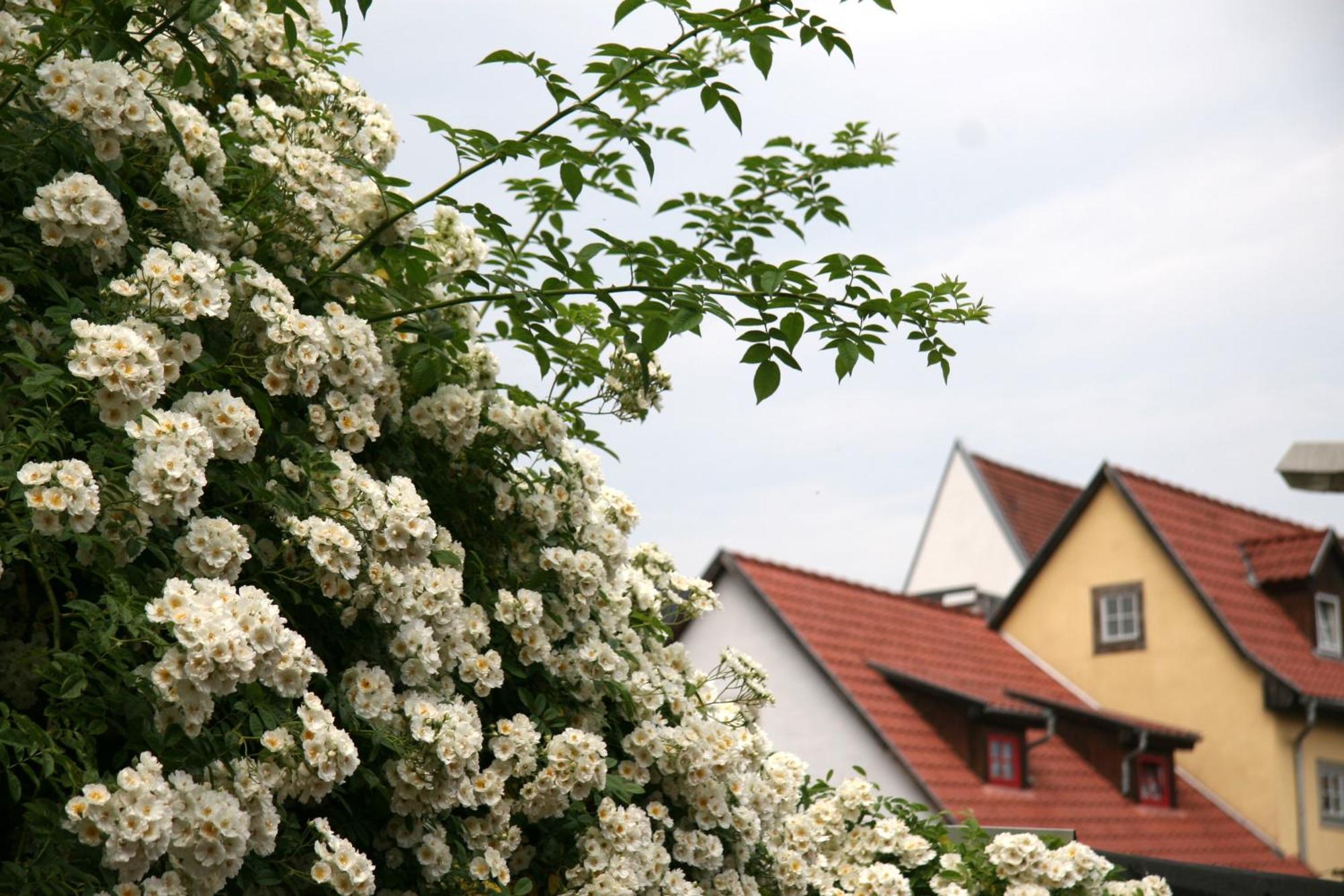 Pension Am Dom Erfurt Kültér fotó
